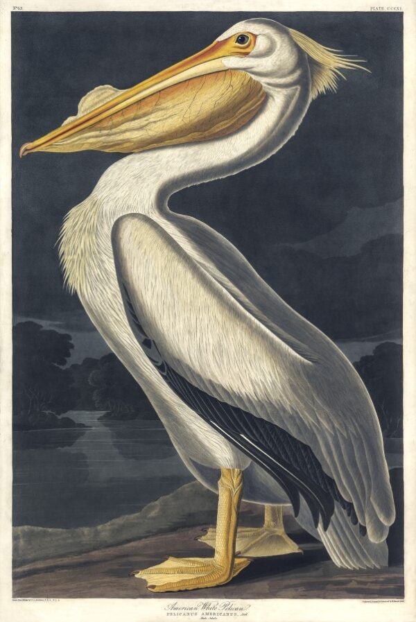 American White Pelican